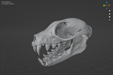 Load image into Gallery viewer, Bat Skull (STL) Non-Commercial License
