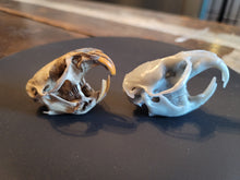 Load image into Gallery viewer, Muskrat Skull (STL) Commercial License