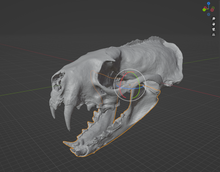 Load image into Gallery viewer, Ferret Skull (STL) Commercial License