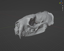 Load image into Gallery viewer, Ferret Skull (STL) Commercial License