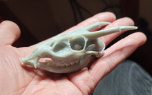 Load image into Gallery viewer, Monthly Print on Demand ( MuntJac Skull)    4in long - 2in wide - 1.85 inches tall (Limited Run 10 pieces) June 2023