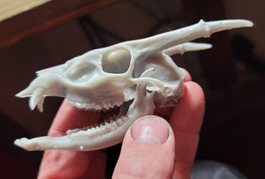 Monthly Print on Demand ( MuntJac Skull)    4in long - 2in wide - 1.85 inches tall (Limited Run 10 pieces) June 2023