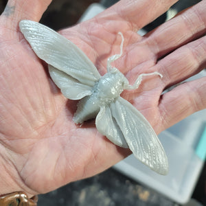 (Cicada) Tosena albata from Indonesia Commercial License STL