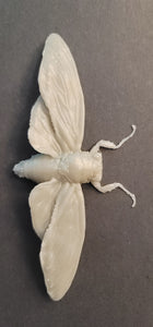 (Cicada) Tosena albata from Indonesia Commercial License STL