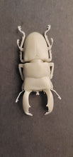 Load image into Gallery viewer, Dorcus Titanus Stag beetle Commercial License STL