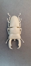 Load image into Gallery viewer, Dorcus Titanus Stag beetle Commercial License STL