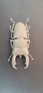 Dorcus Titanus Stag beetle Commercial License STL