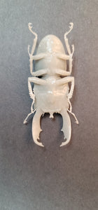 Dorcus Titanus Stag beetle Commercial License STL