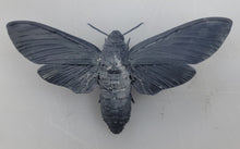 Load image into Gallery viewer, Death&#39;s-head hawkmoth Commercial License STL
