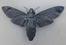 Load image into Gallery viewer, Death&#39;s-head hawkmoth Commercial License STL