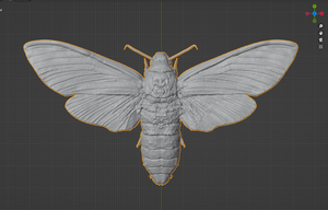 Death's-head hawkmoth Commercial License STL