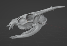 Load image into Gallery viewer, Monthly Print on Demand ( MuntJac Skull)    4in long - 2in wide - 1.85 inches tall (Limited Run 10 pieces) June 2023