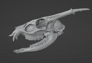 Monthly Print on Demand ( MuntJac Skull)    4in long - 2in wide - 1.85 inches tall (Limited Run 10 pieces) June 2023