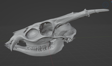 Load image into Gallery viewer, Muntjac Skull (STL) Commercial License