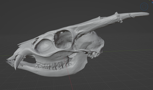 Muntjac Skull (STL) Commercial License