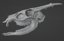 Load image into Gallery viewer, Muntjac Skull (STL) Commercial License