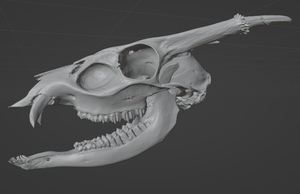 Muntjac Skull (STL) Commercial License