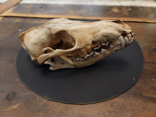 Load image into Gallery viewer, Coyote Skull (STL) Commercial License