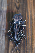 Load image into Gallery viewer, Copper Raven Skull Wall Hang 6 inchs Height