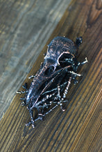 Load image into Gallery viewer, Copper Raven Skull Wall Hang 6 inchs Height