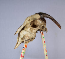 Load image into Gallery viewer, Goat Skull (STL) Commercial License