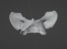 Load image into Gallery viewer, Coyote Atlas Bone (STL) Commercial License