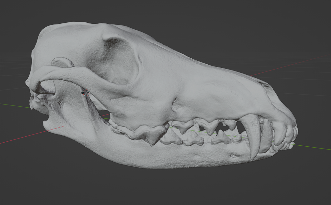 Coyote Skull (STL) Commercial License
