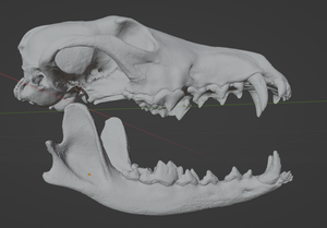 Coyote Skull (STL) Commercial License