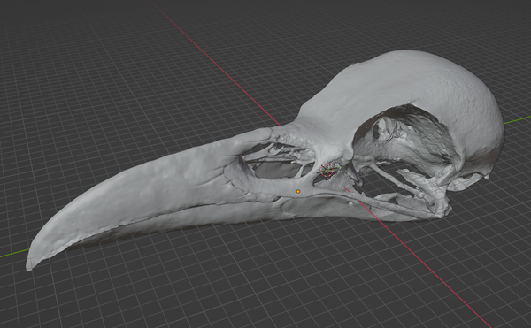 Raven Skull Corvus 3D printable STL file for jewelry making and electroforming projects