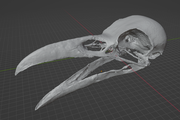 Raven Skull Corvus 3D printable STL file for jewelry making and electroforming projects