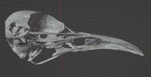 Load image into Gallery viewer, Raven Skull Corvus 3D printable STL file for jewelry making and electroforming projects