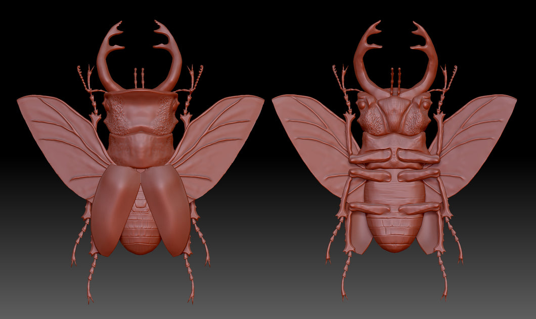Stag Beetle (Odontolabis lacordairei) (STL)