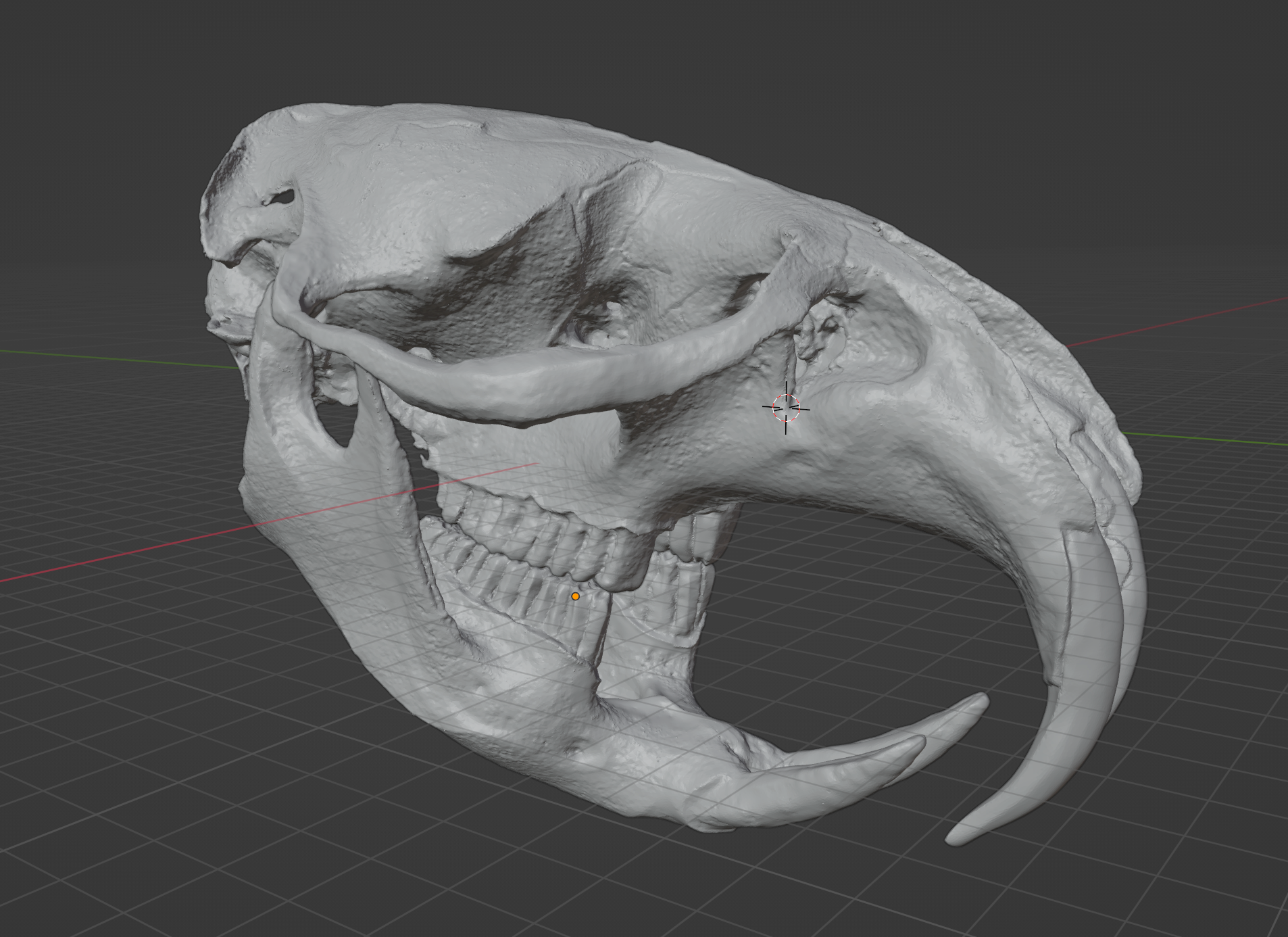 Muskrat Skull (STL) Commercial License