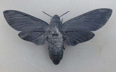 Death's-head hawkmoth Commercial License STL