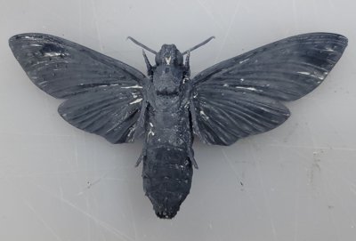 Death's-head hawkmoth Commercial License STL