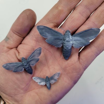 Death's-head hawkmoth Commercial License STL