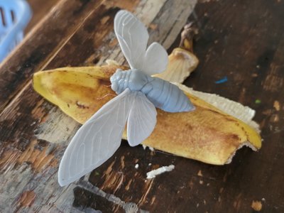 Empress Cicada Wings Spread (STL) Commercial License