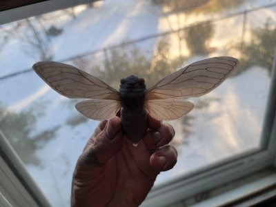 Empress Cicada Wings Spread (STL) Commercial License