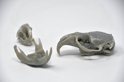 Muskrat Skull (STL) Commercial License