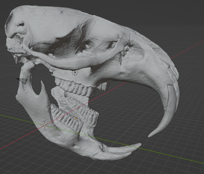 Muskrat Skull (STL) Commercial License