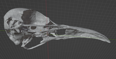 Raven Skull Corvus (STL) Commercial License