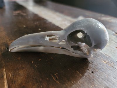 Raven Skull Corvus (STL) Commercial License