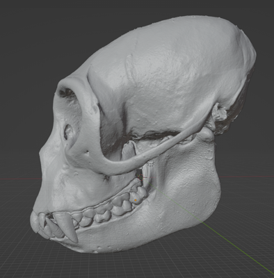 Spotted Monkey Skull Commercial License STL