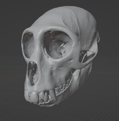 Spotted Monkey Skull Commercial License STL