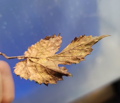 Low Acid Formula for Electroforming of Organics.