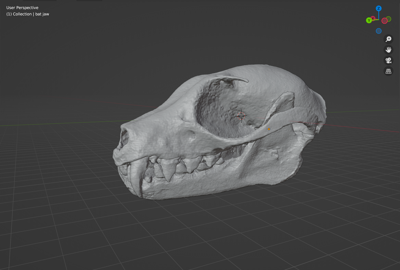 Bat Skull (STL) Commercial License